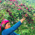 Moc Chau Man Moc Chau Man