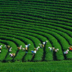 Moc Chau Vietnam Moc Chau Vietnam